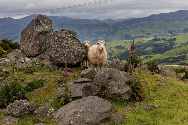 007 Akaroa.jpg
